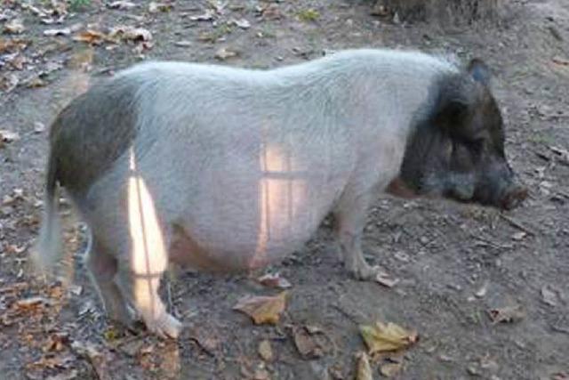 Polizei fngt Hngebauchschwein in Betzenhausen ein