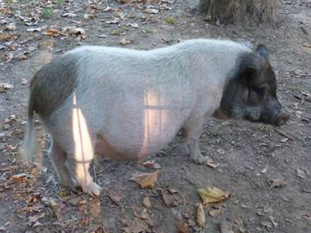 Das Hngebauchschwein beim Tierschutzv...re Besitzer die Schweinedame abgeholt.  | Foto: Tierschutzverein Freiburg