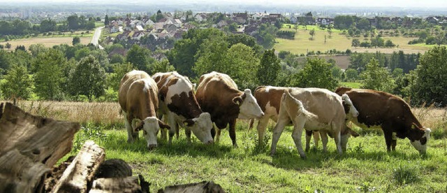 Artgerecht werden die 65 Milchkhe auf der  Staatsdomne Hochburg gehalten.   | Foto: Anselm Busshoff