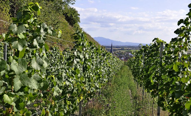 Nur knapp 10 Prozent des normalen Ertr...s diesen Herbst im Gewann Schlichten.   | Foto: Kai Kricheldorff