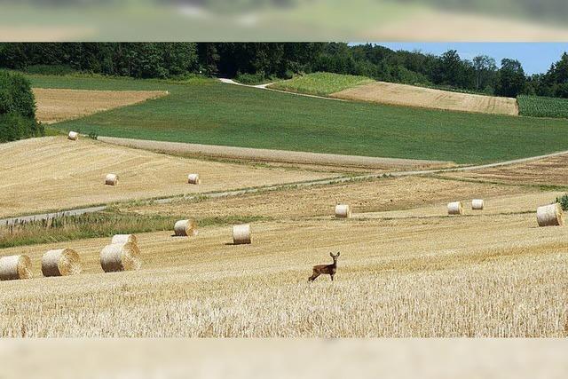 Die Abstimmung luft bereits