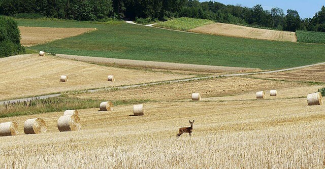 Stefan Rsch aus Rheinfelden sendete d...ur das abgebildete Reh mit ihm teilen.  | Foto: Stefan Rsch / zvg