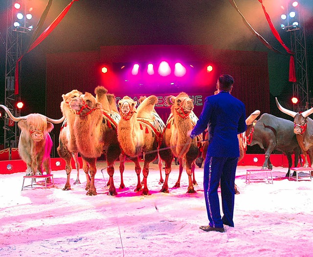 Exotische Tiere prsentiert der Zirkus Charles Knie.   | Foto: Wussler