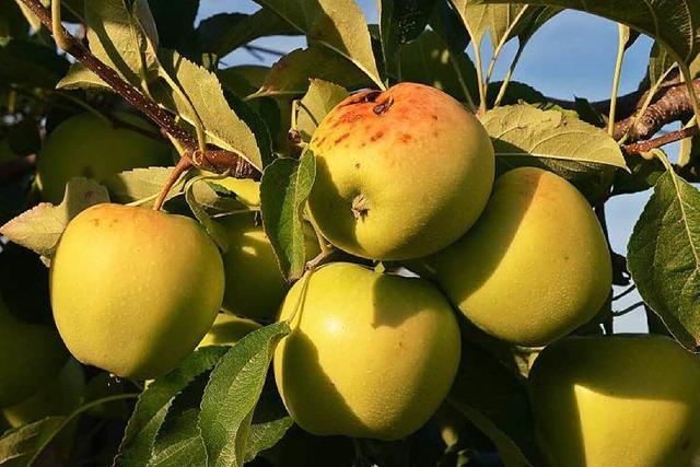 Trockenheit sorgt fr weniger und kleineres Obst