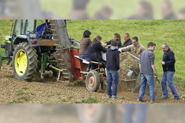 Die Vorbereitungen fr das Herdepfelfescht laufen