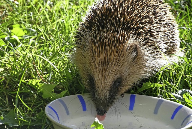 1. Platz: Der Igel ist jeden Abend bei...holt sich sein Fressen und Trinken ab.  | Foto: MUTTER