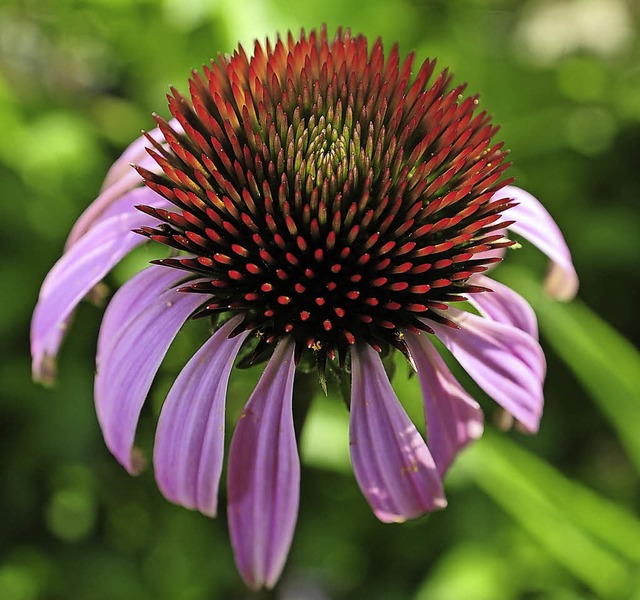 Auch mit Sonnenhut (Echinacea) kann man sein Immunsystem strken.  | Foto: Kunz