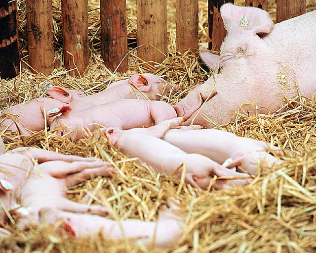 Am Donnerstag ist  Tag der Tierzucht auf der Baden-Messe.  | Foto: Dakov