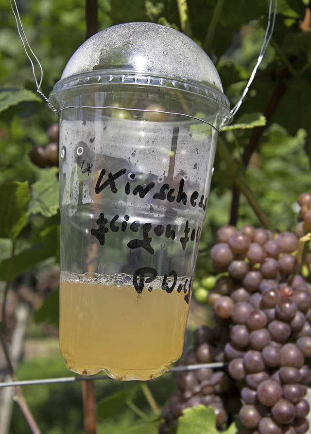 Kampf gegen die Kirschessigfliege: Das...Falle in einem Weinberg bei Buchholz.   | Foto: Daniel Fleig