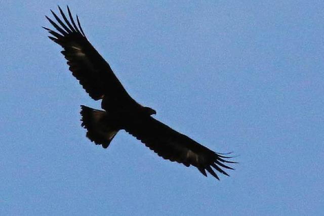 Adler zieht ber dem Nationalpark seine Kreise