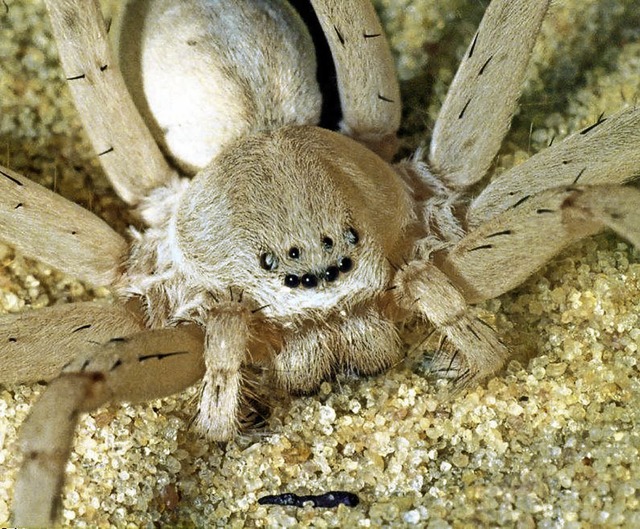 Die  Riesenkrabbenspinne beit gerne bei der Fortpflanzung.   | Foto: Senckenberg Gesellschaft fr Naturforschung / John Leroy / dpa