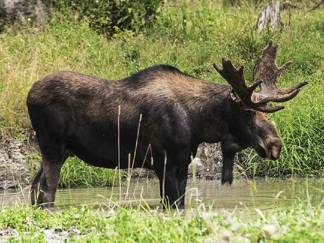 Begehrtes Jagdobjekt in Schweden: der Elch  | Foto: Josef Pittner