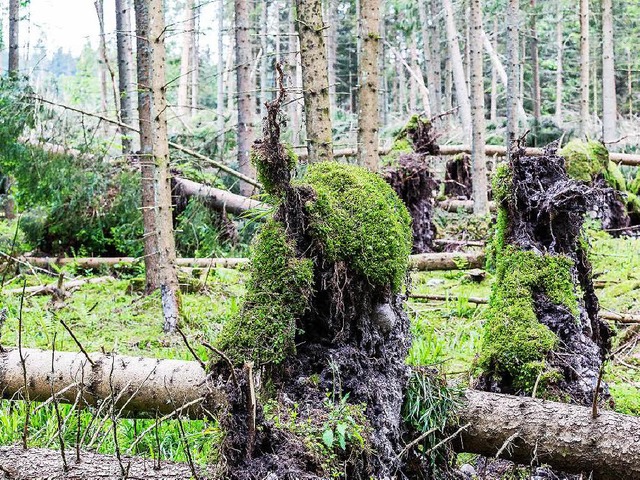 Nach dem Tornado stellt sich die Frage...lzvorrte im Bonndorfer Wald wirklich?  | Foto: Carlotta Huber