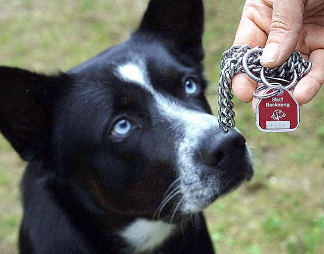 Teurer sollen die Hundemarken werden.    | Foto: DPA