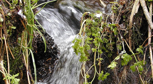 Das Wasser sprudelt zwar noch aus den ... nicht mehr so ergiebig wie noch 2013.  | Foto: Archivfoto: wolfgang Adam