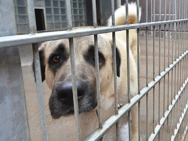 Tierheimbewohner wie dieser Hund kosten Geld.   | Foto: Bamberger