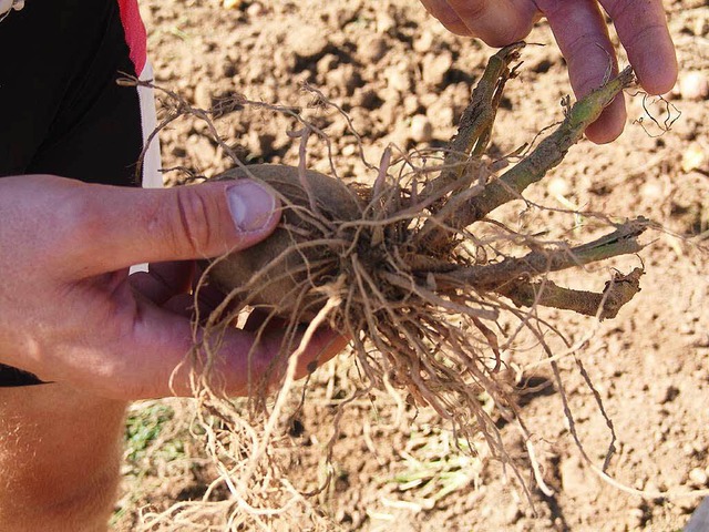 Viele Kartoffeln auf den Ukircher Feldern haben schon ausgetrieben.  | Foto: Karin Wortelkamp