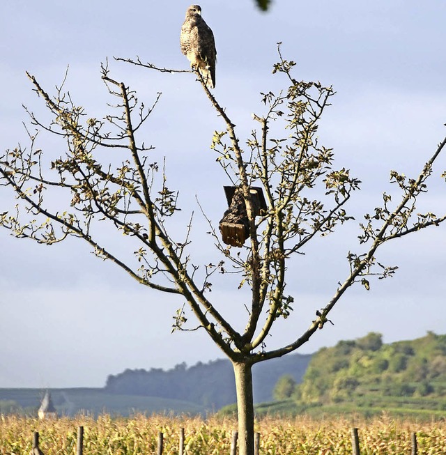 Sasbach. Dieser Bussaard berblickt eine Streuobstwiese.  | Foto: Roland Vitt