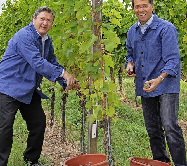 Die Arbeit im Weinberg macht Heinrich ...(links) und Bruno Metz sichtlich Spa.  | Foto: OlAf Michel