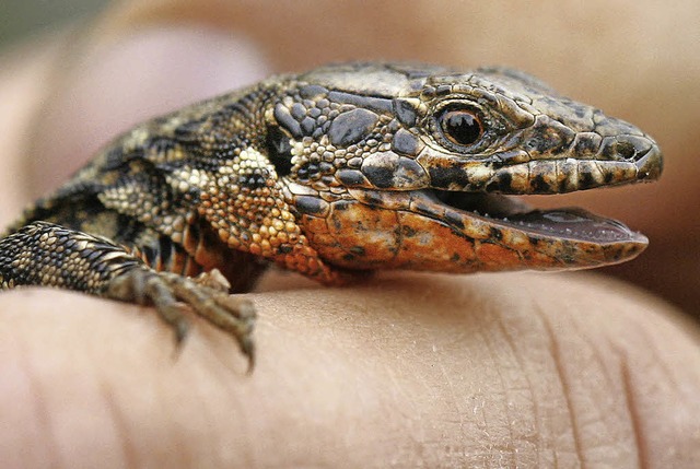 Soll nicht unter die Rder beziehungsw...anftem Druck zum Wegzug bewegt werden.  | Foto: dpa