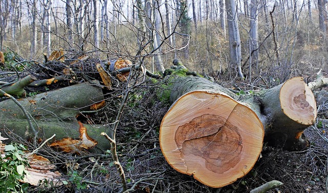 Die Polen-Buche nach ihrer Fllung  | Foto: Archivfoto: Jannik Schall