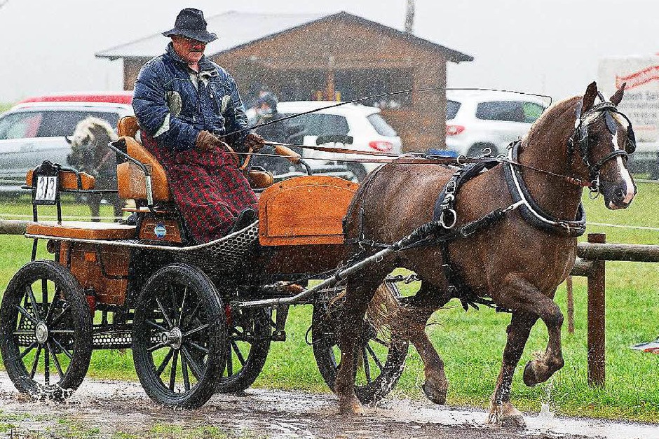 Die Schwarzwälder Kaltblutstuten mussten bei viel Regen hart arbeiten. Werner Schultheiss aus Salenbach stellte die Stute mit der besten Tagesendnote. (Foto: Wolfgang Scheu) Die Schwarzwälder Kaltblutstuten mussten bei viel Regen hart arbeiten. Werner Schultheiss aus Salenbach stellte die Stute mit der besten Tagesendnote. (Foto: Wolfgang Scheu)