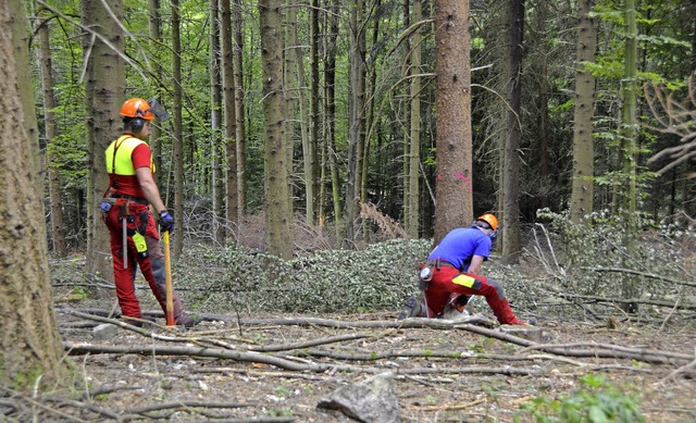 Pflegen, fllen, abfhren: Die Privatw... in Grwihl drehen sich rund ums Holz.  | Foto: Felix Held