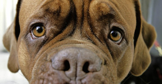 Hundesteuer wird teurer.  | Foto: dpa