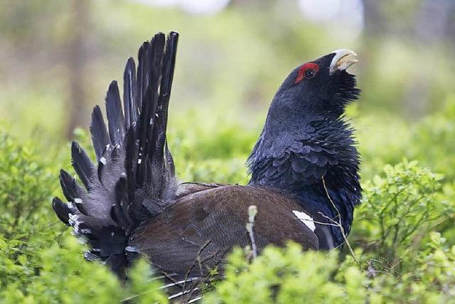 Wird das Auerhuhn aus dem Schwarzwald verschwinden?