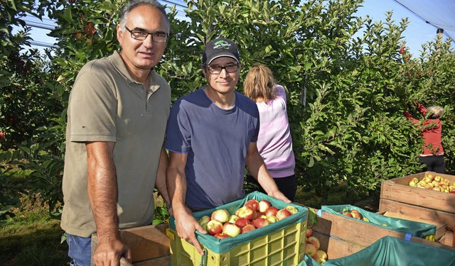Arnold Ruh und Jens Holzwarth (von links) bei der Apfelernte in Ehrenstetten   | Foto: Gabriele Hennicke