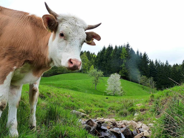 Der trockene Sommer zeigt im Hochschwa...r die Khe auf der Weide wird knapp.   | Foto: sonja eiche