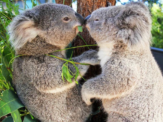Zwei Koalas im australischen Brisbane   | Foto: AFP