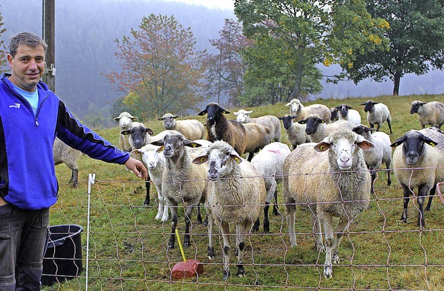 Ralf Krner und seine Schafe. Am 3. Ok...s getrieben, Almabtrieb in Bubenbach.   | Foto: Gert Brichta