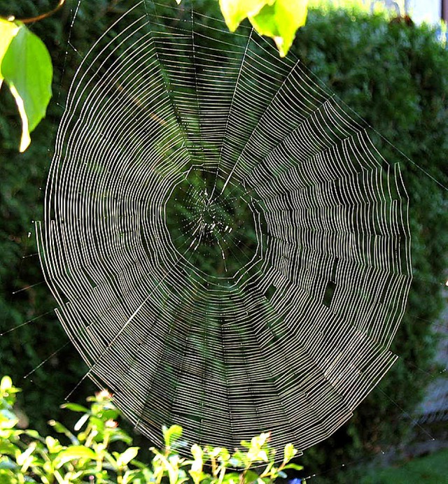 Ein Spinnennetz im Altweibersommer   | Foto: Helmut Kohler