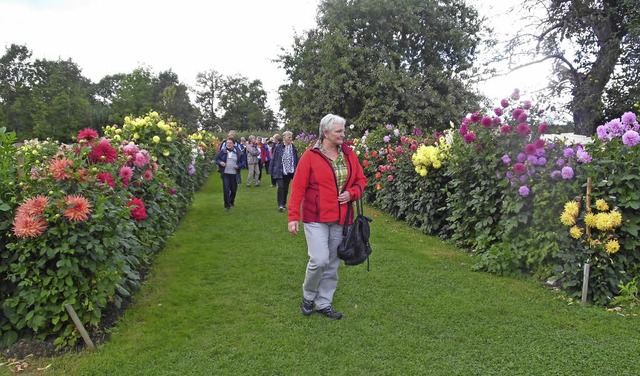 Die Lindauer Dahlienschau fand groen ...von Spendengeldern getragenen Gartens.  | Foto: Jutta Binner-Schwarz