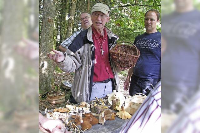 Pilzwandern mit Picknick