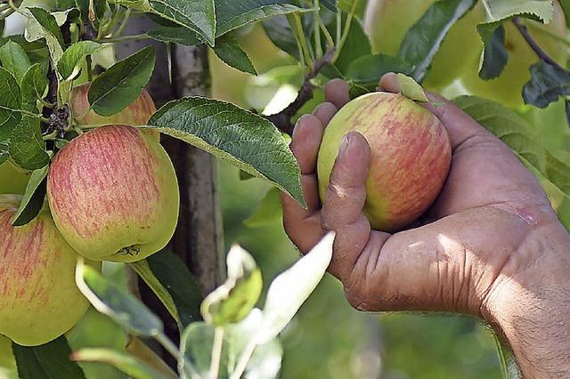 Hohe Nachfrage beim Nabu nach Apfelernte-Lizenzen