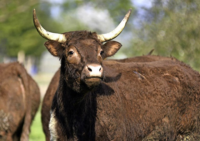 Salers-Rinder weiden seit einiger Zeit im Taubergieen.  | Foto: Thomas Kaiser/GEMEINDE KAPPEL-GRAFENHAUSEN