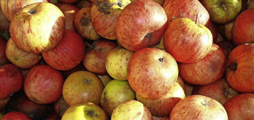 Äpfel und Birnen sinnvoll verwerten - Kreis Lörrach - Badische Zeitung