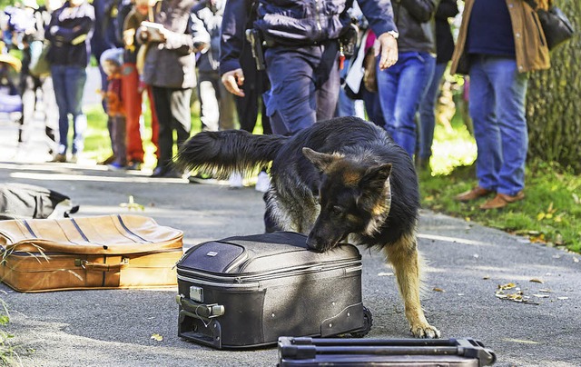 Der Zollhund riecht sofort: Mit dem Inhalt dieses Koffers stimmt etwas nicht.   | Foto: Torben Weber