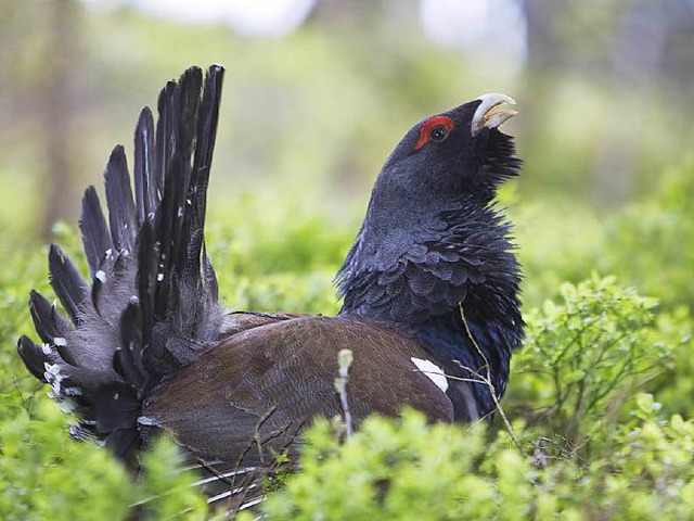 Selten geworden: das  Auerhuhn   | Foto: KLAUS ECHLE