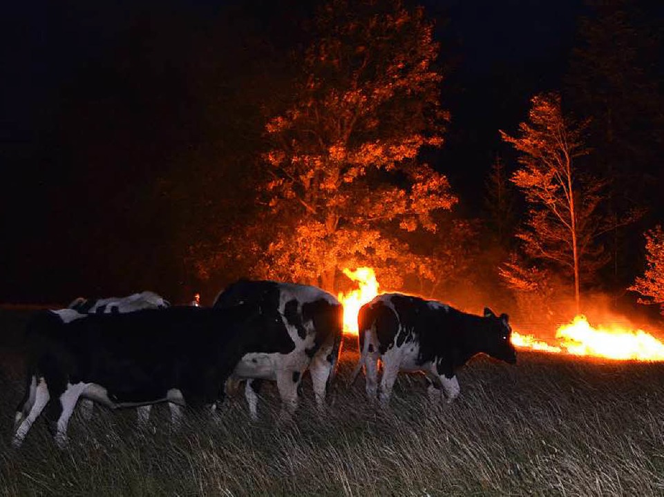 Wiese in Flammen  | Foto: Martin Ganz Kamera24tv