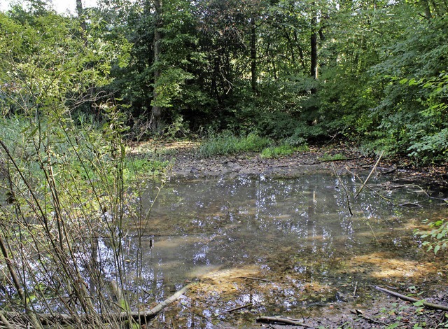 Dieser beschattete Teich soll durch Entfernen etlicher Bume neu belebt werden.  | Foto: Cremer
