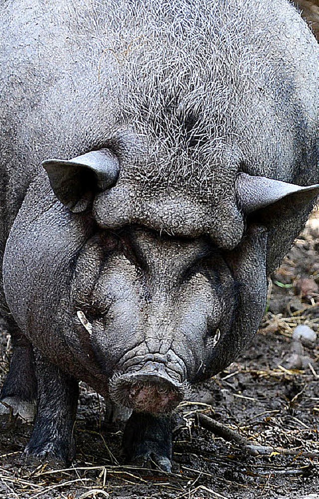 Wird in Meck-Pomm schon mal mit einer Wanderin verwechselt: ein Wildschwein.   | Foto: Eggstein