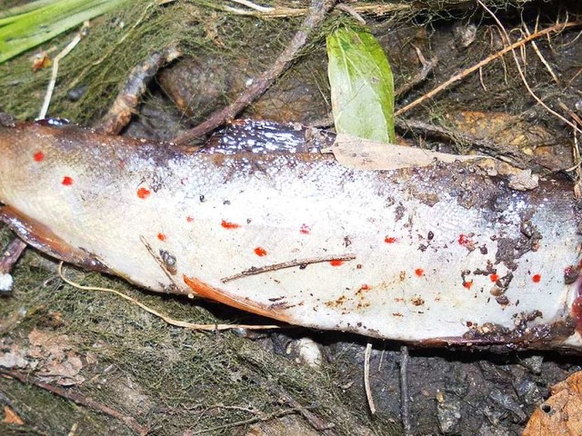 Fr ihn kam die Hilfe zu spt. Toter Fisch aus den Neunaugenbach.  | Foto: Susanna Glaubrecht