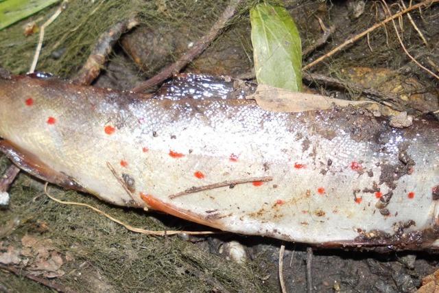 Hunderte Fische sterben im Neunaugenbach – versehentlich trockengelegt?