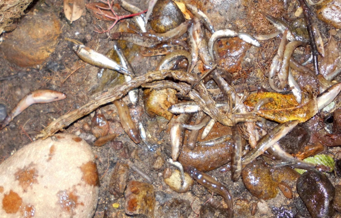 Hunderte Fische sind Augenzeugen zufolge im Neunaugenbach gestorben.  | Foto: Susanna Glaubrecht