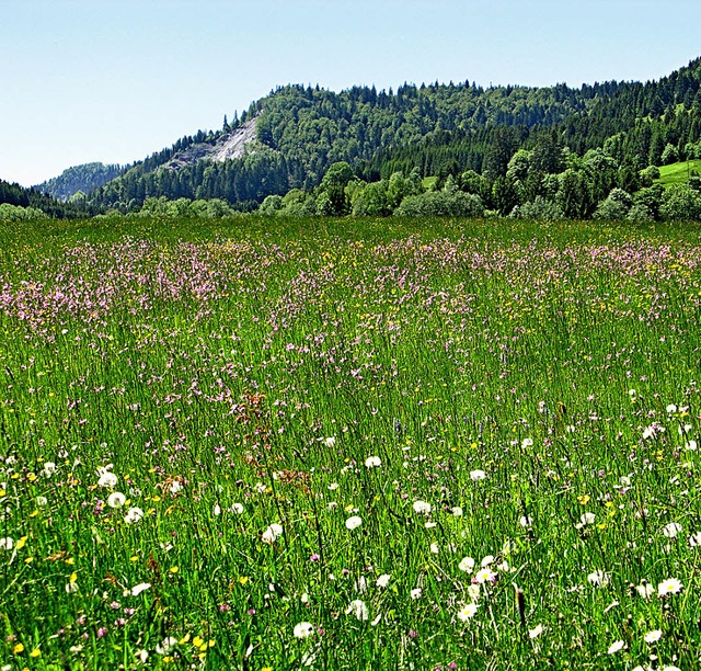Die Pflanzenvielfalt will der Naturpar...;Blhender Naturpark&#8220; schtzen.   | Foto: Ulrike Spiegelhalter