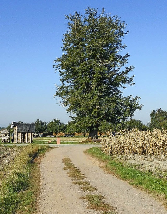 Wird gefllt: die alte Linde am Hohweg.   | Foto: gemeinde