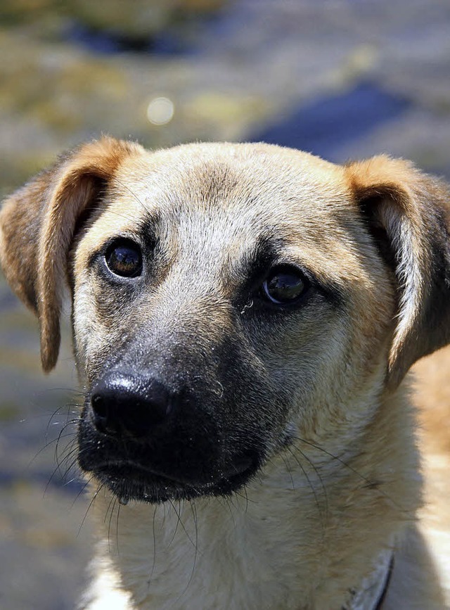 Klara muss das Leben erst kennen lernen.   | Foto: Tierheim